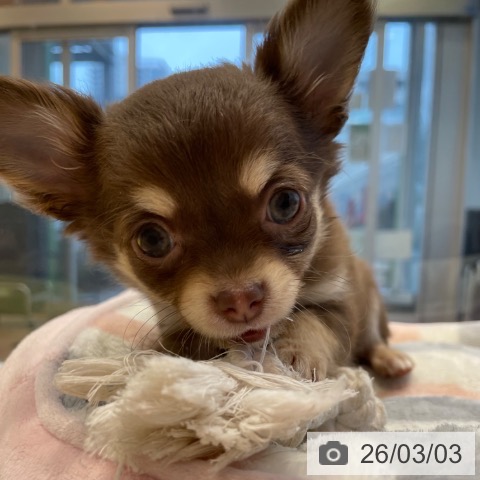 神奈川県のチワワ(ロング) (ペットプラス テラスモール湘南店/2025年12月21日生まれ/男の子/チョコレートタン)の子犬の3枚目の画像