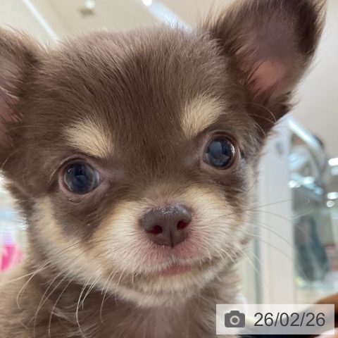 埼玉県のチワワ(ロング) (ペットプラス 浦和美園店/2025年12月21日生まれ/男の子/チョコレートタンホワイト)の子犬の3枚目の画像