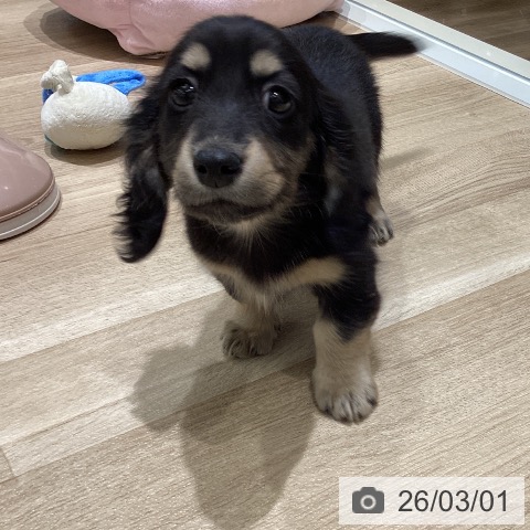 宮城県のミニチュアダックスフンド(ロング) (ペットプラス 仙台上杉店/2025年12月22日生まれ/男の子/ブラックタン)の子犬の4枚目の画像