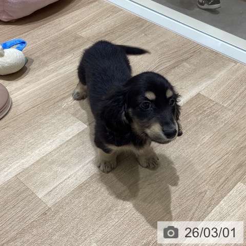 宮城県のミニチュアダックスフンド(ロング) (ペットプラス 仙台上杉店/2025年12月22日生まれ/男の子/ブラックタン)の子犬の3枚目の画像