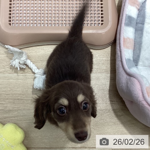 ミニチュア・ダックスフンドの写真