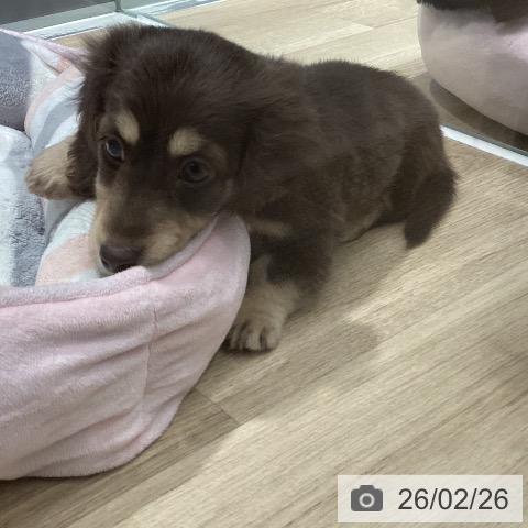 ミニチュア・ダックスフンドの写真