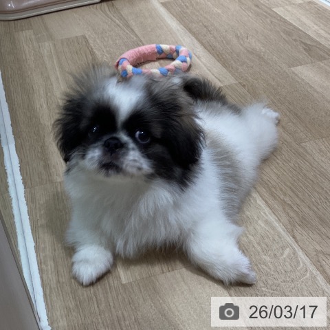 千葉県のペキニーズ (ペットプラス 幕張新都心店/2025年12月25日生まれ/男の子/フォーンホワイト)の子犬の4枚目の画像