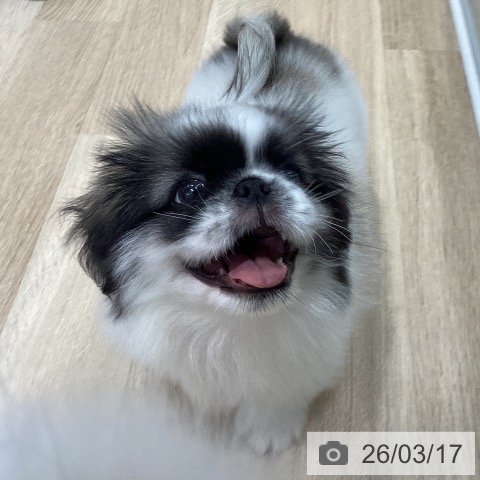 千葉県のペキニーズ (ペットプラス 幕張新都心店/2025年12月25日生まれ/男の子/フォーンホワイト)の子犬の3枚目の画像