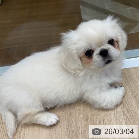 福島県のペキニーズ (ペットプラス 福島店/2025年12月25日生まれ/男の子/クリーム)の子犬の3枚目の画像