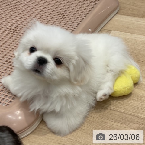 群馬県のペキニーズ (ペットプラス イオンモール太田店/2025年12月25日生まれ/女の子/クリーム)の子犬の3枚目の画像