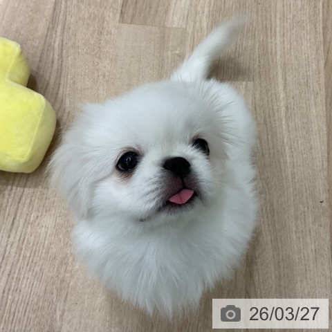 群馬県のペキニーズ (ペットプラス イオンモール太田店/2025年12月25日生まれ/女の子/クリーム)の子犬の3枚目の画像