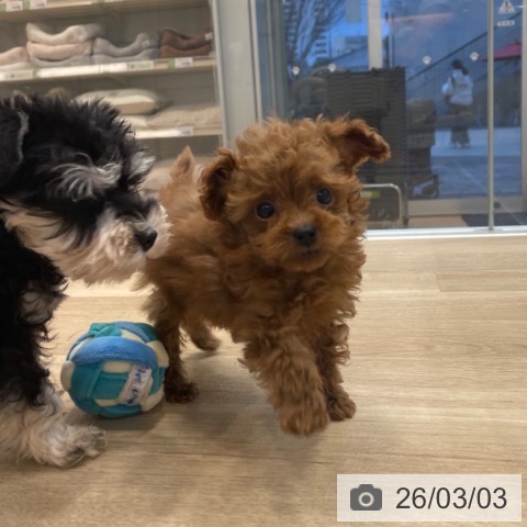 トイ・プードルの写真