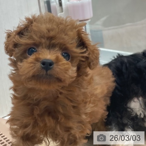 トイ・プードルの写真