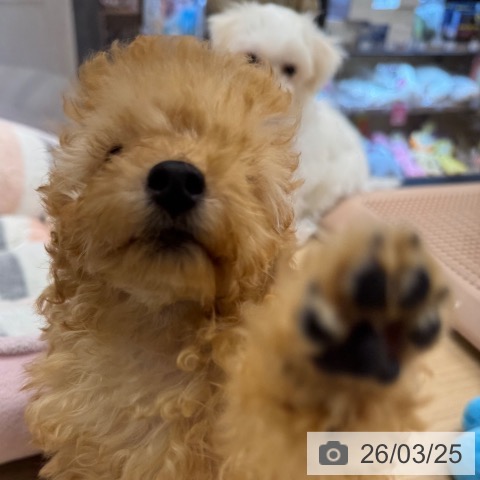 神奈川県のトイプードル(トイ) (ペットプラス 武蔵小杉店/2025年12月22日生まれ/女の子/アプリコット)の子犬の4枚目の画像