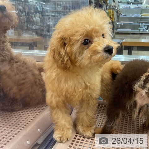 東京都のトイプードル(トイ) (ペッツワン 南砂町SUNAMO店/2025年12月22日生まれ/女の子/アプリコット)の子犬の3枚目の画像