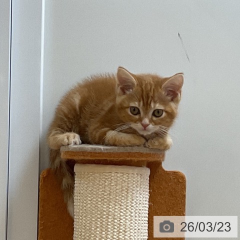 埼玉県のアメリカンショートヘアー (ペッツワン 浦和美園店/2025年12月26日生まれ/男の子/レッドタビー)の子猫の3枚目の画像