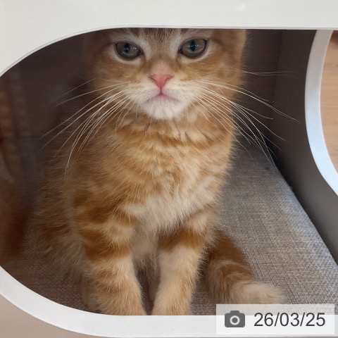 埼玉県のアメリカンショートヘアー (ペッツワン 浦和美園店/2025年12月26日生まれ/男の子/レッドタビー)の子猫の3枚目の画像