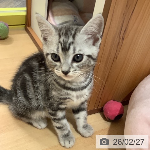 岡山県のアメリカンショートヘアー (ペットプラス 岡山店/2025年12月25日生まれ/男の子/シルバータビー)の子猫の4枚目の画像
