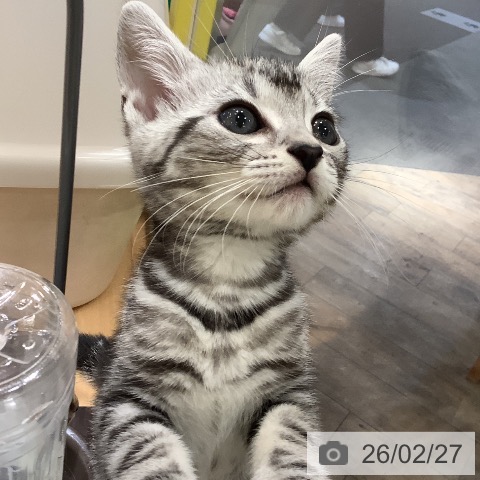 岡山県のアメリカンショートヘアー (ペットプラス 岡山店/2025年12月25日生まれ/男の子/シルバータビー)の子猫の3枚目の画像