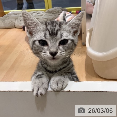 岡山県のアメリカンショートヘアー (ペットプラス 岡山店/2025年12月25日生まれ/男の子/シルバータビー)の子猫の4枚目の画像