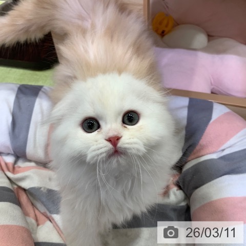 千葉県のスコティッシュフォールド (ペットプラス 幕張新都心店/2025年12月18日生まれ/男の子/レッドタビーホワイト)の子猫の4枚目の画像