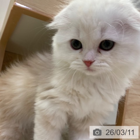 千葉県のスコティッシュフォールド (ペットプラス 幕張新都心店/2025年12月18日生まれ/男の子/レッドタビーホワイト)の子猫の3枚目の画像