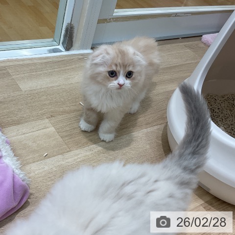 スコティッシュフォールドの写真