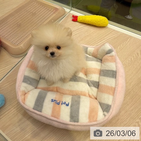 千葉県のポメラニアン (ペットプラス 幕張新都心店/2025年12月27日生まれ/男の子/クリーム)の子犬の4枚目の画像