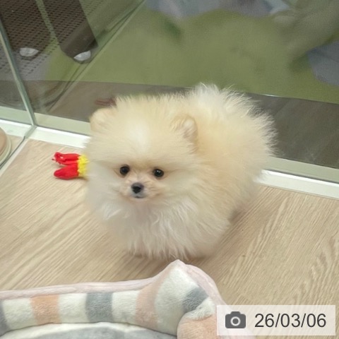 千葉県のポメラニアン (ペットプラス 幕張新都心店/2025年12月27日生まれ/男の子/クリーム)の子犬の3枚目の画像