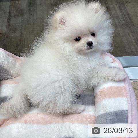 ポメラニアンの写真