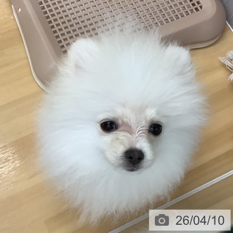 ポメラニアンの写真