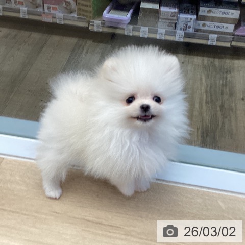 東京都のポメラニアン (ペットプラス むさし村山店/2025年12月27日生まれ/女の子/クリーム)の子犬の3枚目の画像
