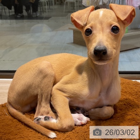 東京都のイタリアングレーハウンド (ペットプラス アクアシティお台場店/2025年12月22日生まれ/男の子/フォーンホワイトマーキングス)の子犬の4枚目の画像