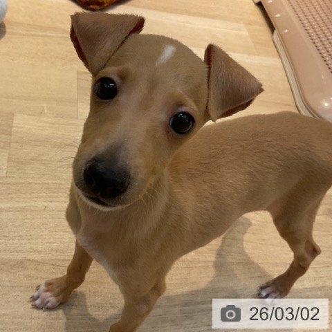 東京都のイタリアングレーハウンド (ペットプラス アクアシティお台場店/2025年12月22日生まれ/男の子/フォーンホワイトマーキングス)の子犬の3枚目の画像