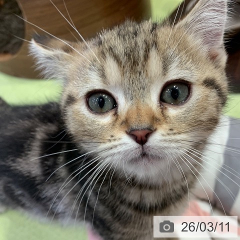 千葉県のアメリカンショートヘアー (ペットプラス 幕張新都心店/2025年12月26日生まれ/男の子/ブラウンタビー)の子猫の3枚目の画像