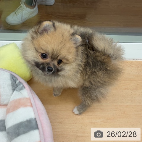 ポメラニアンの写真