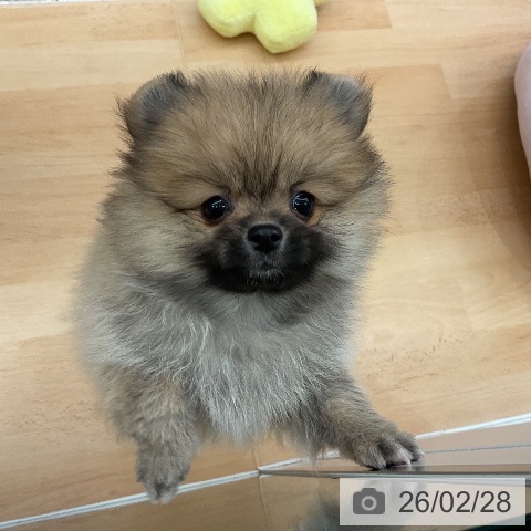 ポメラニアンの写真