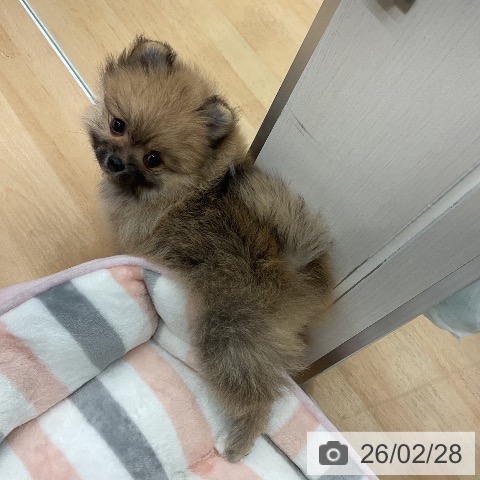 ポメラニアンの写真