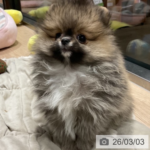 埼玉県のポメラニアン (ペットプラス コクーンシティ店/2025年12月28日生まれ/女の子/オレンジセーブル)の子犬の4枚目の画像