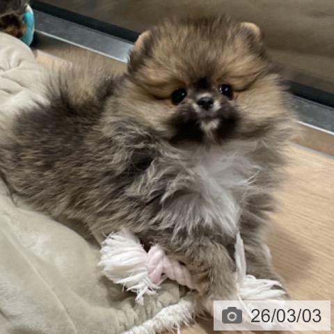 埼玉県のポメラニアン (ペットプラス コクーンシティ店/2025年12月28日生まれ/女の子/オレンジセーブル)の子犬の3枚目の画像