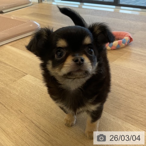 千葉県のチワワ(ロング) (ペットプラス コトエ流山おおたかの森店/2025年12月28日生まれ/男の子/ブラックタン)の子犬の4枚目の画像