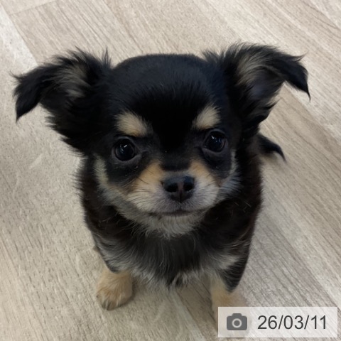 千葉県のチワワ(ロング) (ペットプラス コトエ流山おおたかの森店/2025年12月28日生まれ/男の子/ブラックタン)の子犬の3枚目の画像