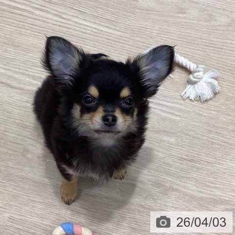 千葉県のチワワ(ロング) (ペットプラス 柏店/2025年12月28日生まれ/男の子/ブラックタン)の子犬の4枚目の画像