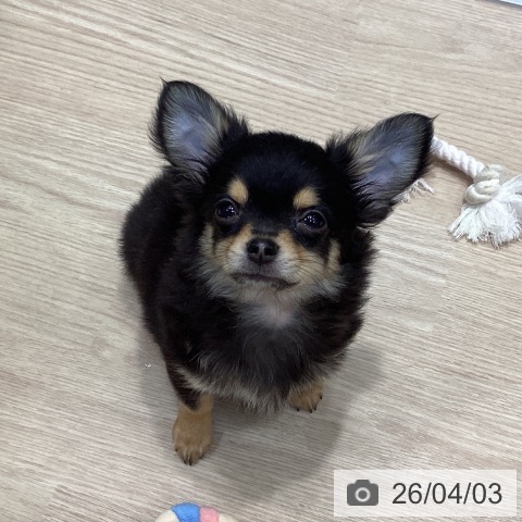 千葉県のチワワ(ロング) (ペットプラス 柏店/2025年12月28日生まれ/男の子/ブラックタン)の子犬の3枚目の画像