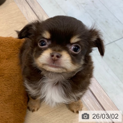 東京都のチワワ(ロング) (ペットプラス アクアシティお台場店/2025年12月28日生まれ/男の子/チョコレートタン)の子犬の4枚目の画像