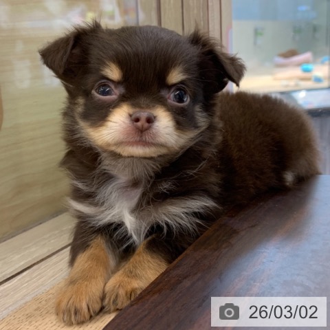 東京都のチワワ(ロング) (ペットプラス アクアシティお台場店/2025年12月28日生まれ/男の子/チョコレートタン)の子犬の3枚目の画像