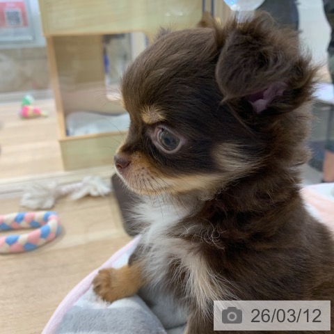 東京都のチワワ(ロング) (ペットプラス アクアシティお台場店/2025年12月28日生まれ/男の子/チョコレートタン)の子犬の3枚目の画像