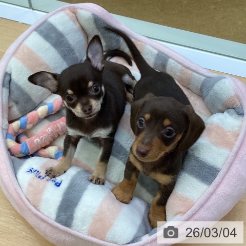 埼玉県のチワワ(ロング) (ペットプラス 羽生店/2025年12月28日生まれ/男の子/チョコレートタン)の子犬の3枚目の画像