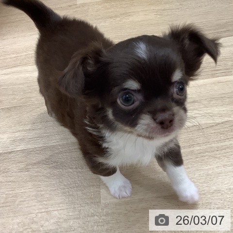 東京都のチワワ(ロング) (ペットプラス 日の出店/2025年12月28日生まれ/女の子/チョコレートタンホワイト)の子犬の3枚目の画像