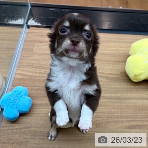 東京都のチワワ(ロング) (ペッツワン 青梅インター店/2025年12月28日生まれ/女の子/チョコレートタンホワイト)の子犬の4枚目の画像