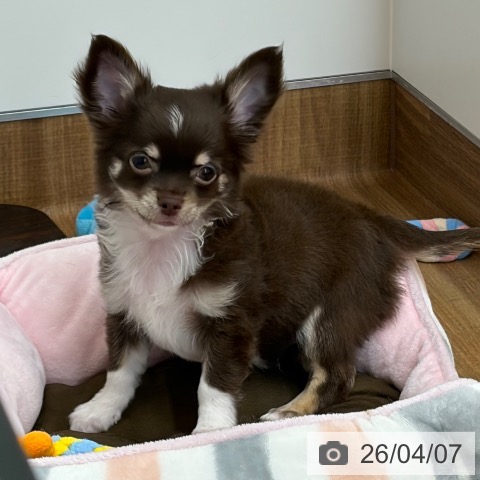 東京都のチワワ(ロング) (ペッツワン 青梅インター店/2025年12月28日生まれ/女の子/チョコレートタンホワイト)の子犬の4枚目の画像