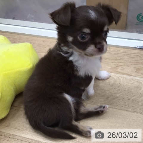 東京都のチワワ(ロング) (ペッツワン 青梅インター店/2025年12月28日生まれ/女の子/チョコレートタンホワイト)の子犬の3枚目の画像