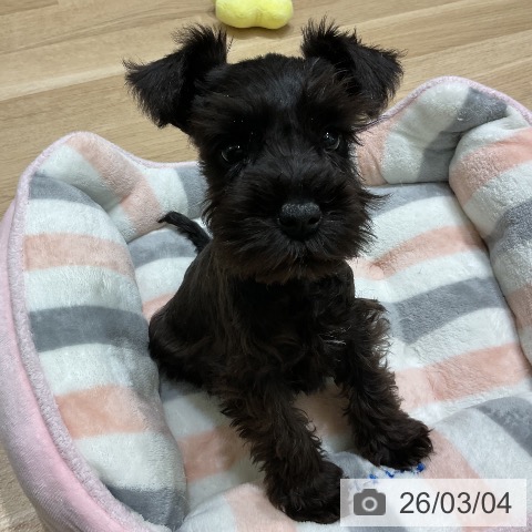 岩手県のミニチュアシュナウザー (ペットプラス 盛岡南店/2025年12月28日生まれ/男の子/ブラック)の子犬の3枚目の画像