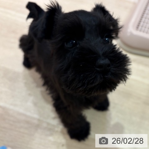 神奈川県のミニチュアシュナウザー (ペットプラス ゆめが丘ソラトス店/2025年12月28日生まれ/男の子/ブラック)の子犬の4枚目の画像